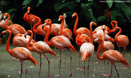 flamingos at jurong bird park