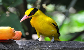beautiful yellow bird